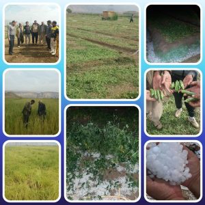 خسارت بارش تگرگ به مزارع روستای زرانگوش بدره