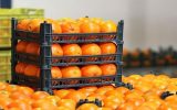 تأمین و ذخیره‌ ۱۵۰ تن میوه شب عید در ایلام