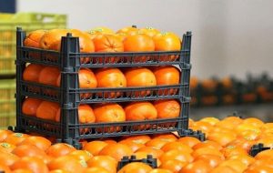 تأمین و ذخیره ۱۵۰ تن میوه شب عید در ایلام تأمین و ذخیره ۱۵۰ تن میوه شب عید در ایلام