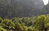‍ ‍ دستور قضایی برای مسدود سازی مسیر ورود به جنگل کبیرکوه در میمه