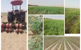 کاشت موفق گیاه سزبانیا برای نخستین بار در شهرستان دهلران