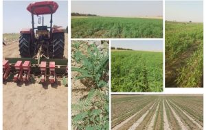 کاشت موفق گیاه سزبانیا برای نخستین بار در شهرستان دهلران کاشت موفق گیاه سزبانیا برای نخستین بار در شهرستان دهلران